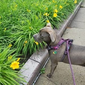 Meet your Posher, Elva